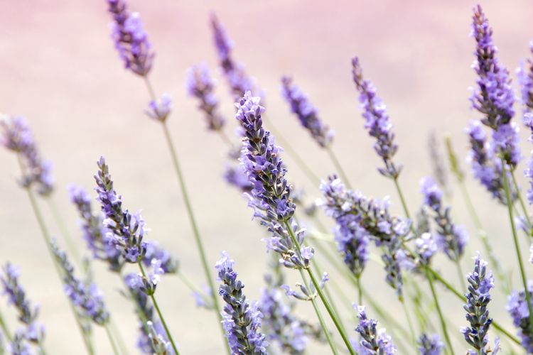 Lavender adalah tanaman lain yang bisa dijadikan cara mengusir lalat dan bisa dijadikan hiasan cantik di rumah.