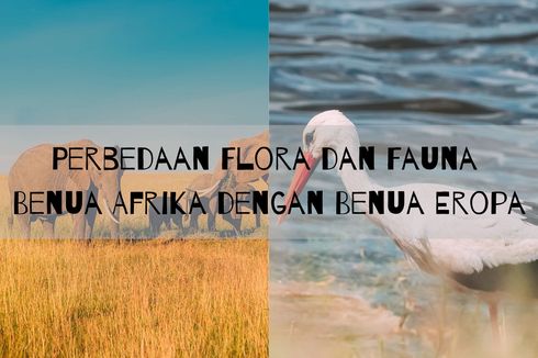 Perbedaan Flora dan Fauna Benua Afrika dengan Benua Eropa