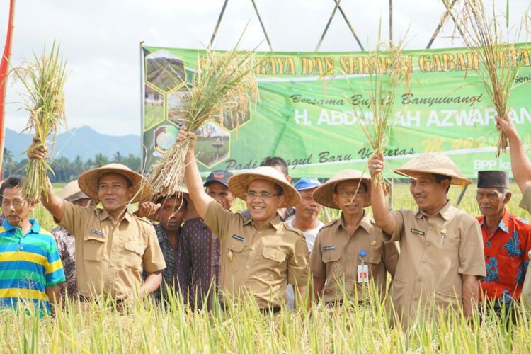 Bupati Banyuwangi Abdullah Azwar Anas saat panen raya padi organik di Desa Kalibaruwetan Senin (10/4/2017)
