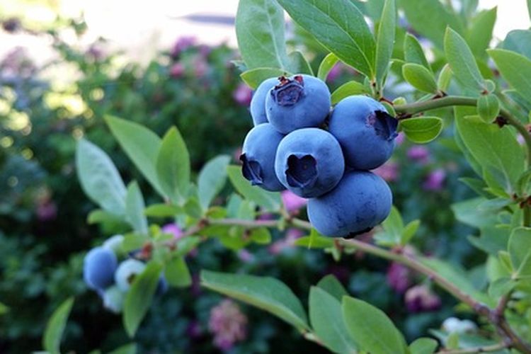 Ilustrasi buah blueberry