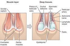 Fungsi Epididimis pada Pria