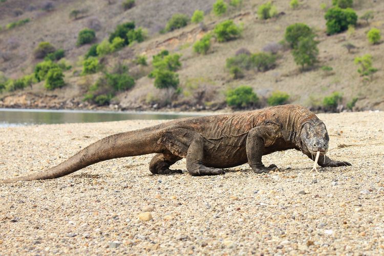 Komodo di Taman Nasional Komodo, Nusa Tenggara Timur (NTT).