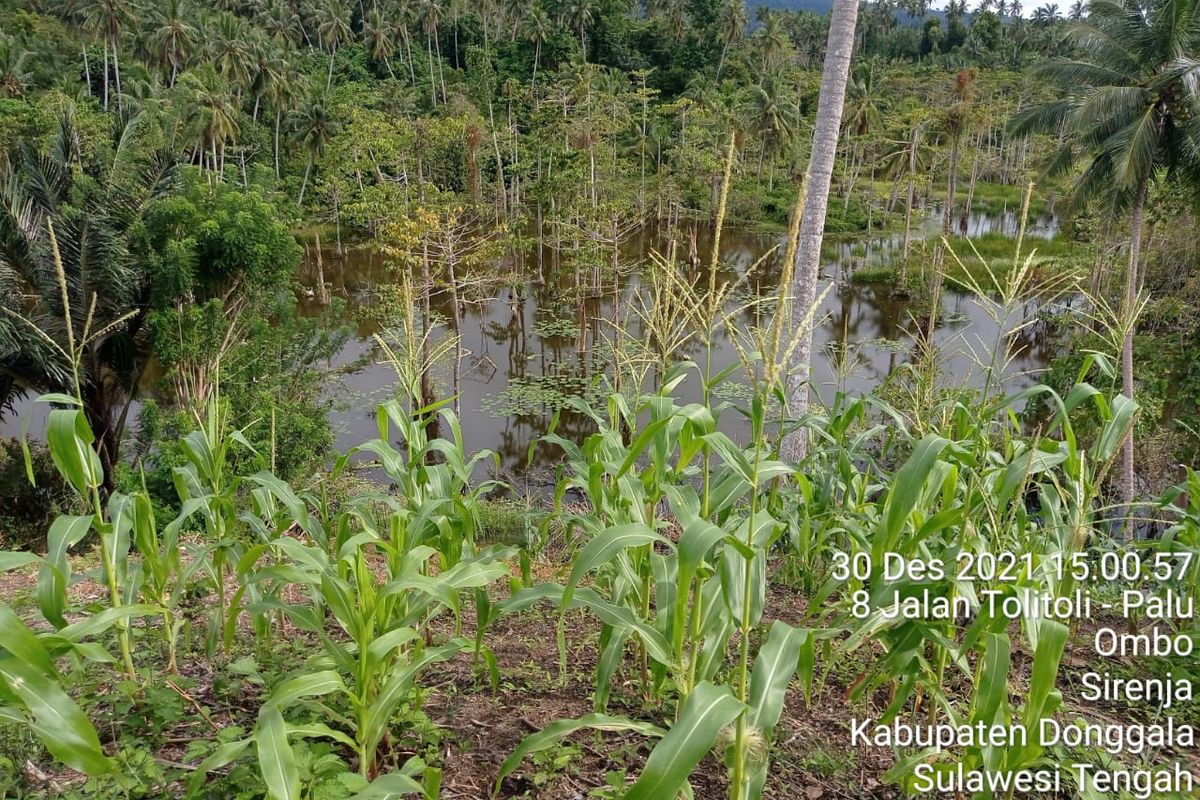 Lahan jagung di Desa Ombo, Kecamatan Sirenja Provinsi Sulawesi Tengah.
