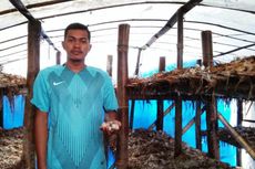 Modal Rp 2 Juta, Pemuda Ini Hasilkan Puluhan Juta dari Jamur Merang