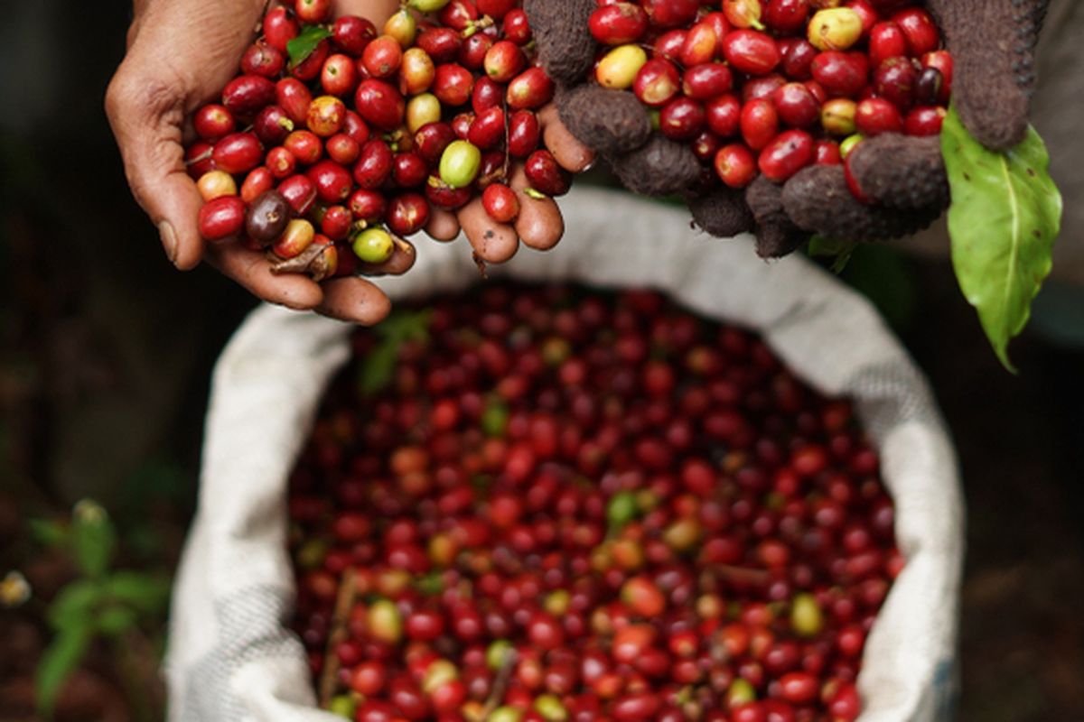 Ilustrasi kopi gayo khas Aceh.