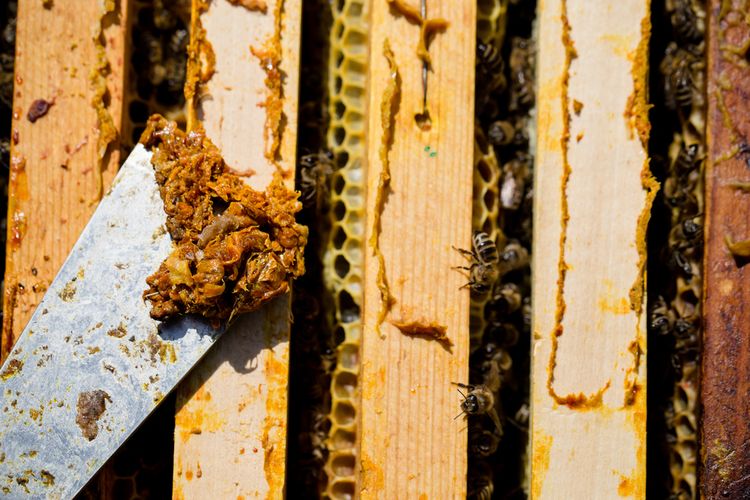 Ilustrasi propolis yang baru dipanen dari sarang lebah.