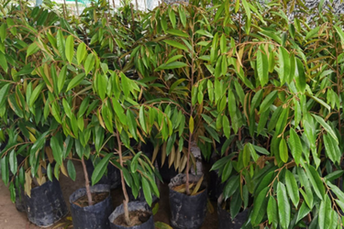 Ilustrasi bibit durian musang king.