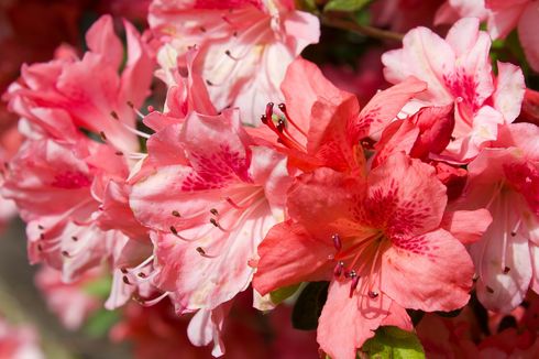 Cara Menanam dan Merawat Bunga Azalea, Cocok Jadi Tanaman Pagar