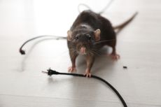 Cara Mengusir Tikus Pakai Kayu Manis, Mudah dan Cepat Dilakukan