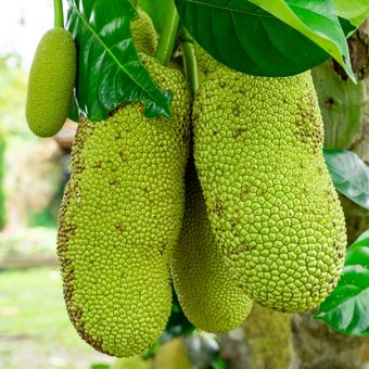 Ilustrasi buah nangka, pohon nangka