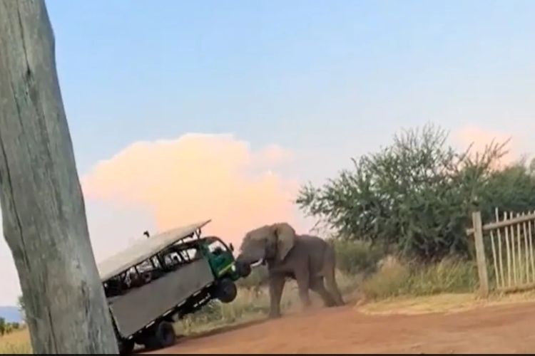 Sebuah video menakutkan datang dari Afrika Selatan yang menunjukkan seekor gajah mengangkat truk safari beberapa kali. Insiden itu terjadi di Taman Nasional Pilanesberg pada Senin (18/3/2024) lalu.