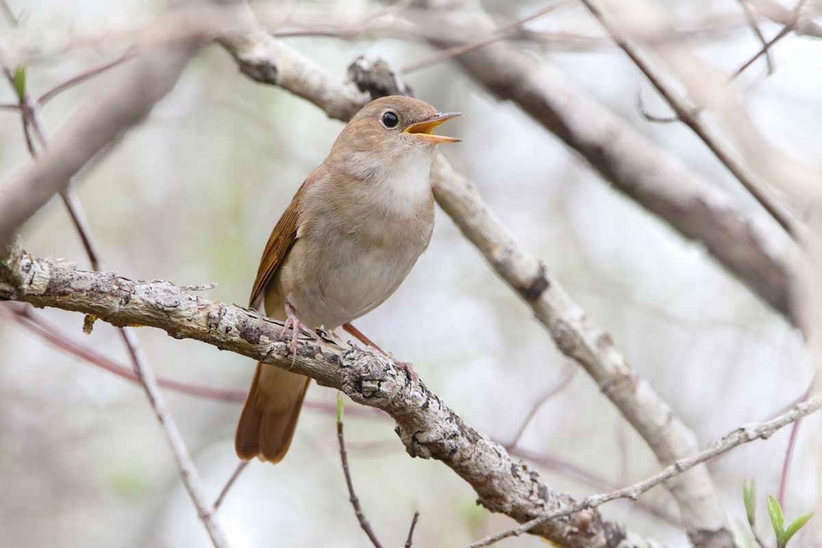 Ilustrasi burung common nightingale atau bulbul tengah berkicau di ranting pohon.