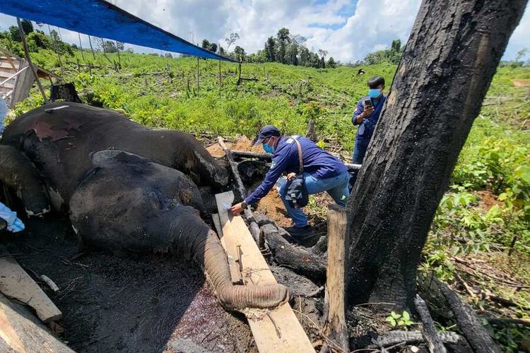 Kematian Gajah dan Harimau di Seblat, Mahasiswa Hukum Unib Desak Penetapan Suaka Margasatwa Penuh