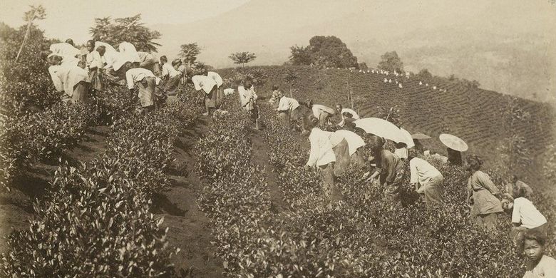 Sejumlah literatur mencatat jumlah perkebunan meningkat di Priangan setelah kereta api hadir sebagai moda transportasi. Pada tahun 1902 di seluruh Hindia Belanda terdapat lebih kurang 100 perkebunan teh; 81 di antaranya terletak di Jawa Barat. 