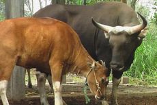 Keluar Darah dari Pori-pori, Ratusan Sapi di Bengkulu Mati