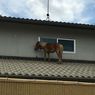 Banjir di Jepang Bikin Kuda Poni Ini Berenang Hingga ke Atap Rumah