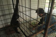 Enam Ekor Siamang Sumatera Dilepasliarkan di Suaka Marga Satwa Isau-isau Sumsel