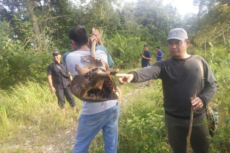 Seorang warga bersama petugas menemukan sebuah tengkorak gajah yang ditemukan di Gampong Tuwi Pria Kecamatan Pasie Raya., Kabupaten Aceh Jaya, diduga gajah gajah liar ini mati sekitar dua bulan lalu terkena jerat listrik yang dipasang warga.*****