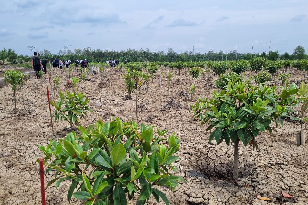 Hamparan mangrove yang ditanam di Sungsang, Kabupaten Banyuasin, Provinsi Sumatera Selatan, sebagai upaya restorasi yang dilakukan Center for International Forestry Research-World Agroforestry (CIFOR-ICRAF) berkolaborasi dengan Universitas Sriwijaya dan Forum Daerah Aliran Sungai Sumatra Selatan (Forum DAS Sumsel) serta didukung Temasek Foundation, ogranisasi filantropi asal Singapura. Foto diambil Kamis (29/8/2024).