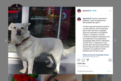 Mirip Hachiko, Anjing di Turki Ini Setia Menanti Pemiliknya di Depan Pintu Rumah Sakit