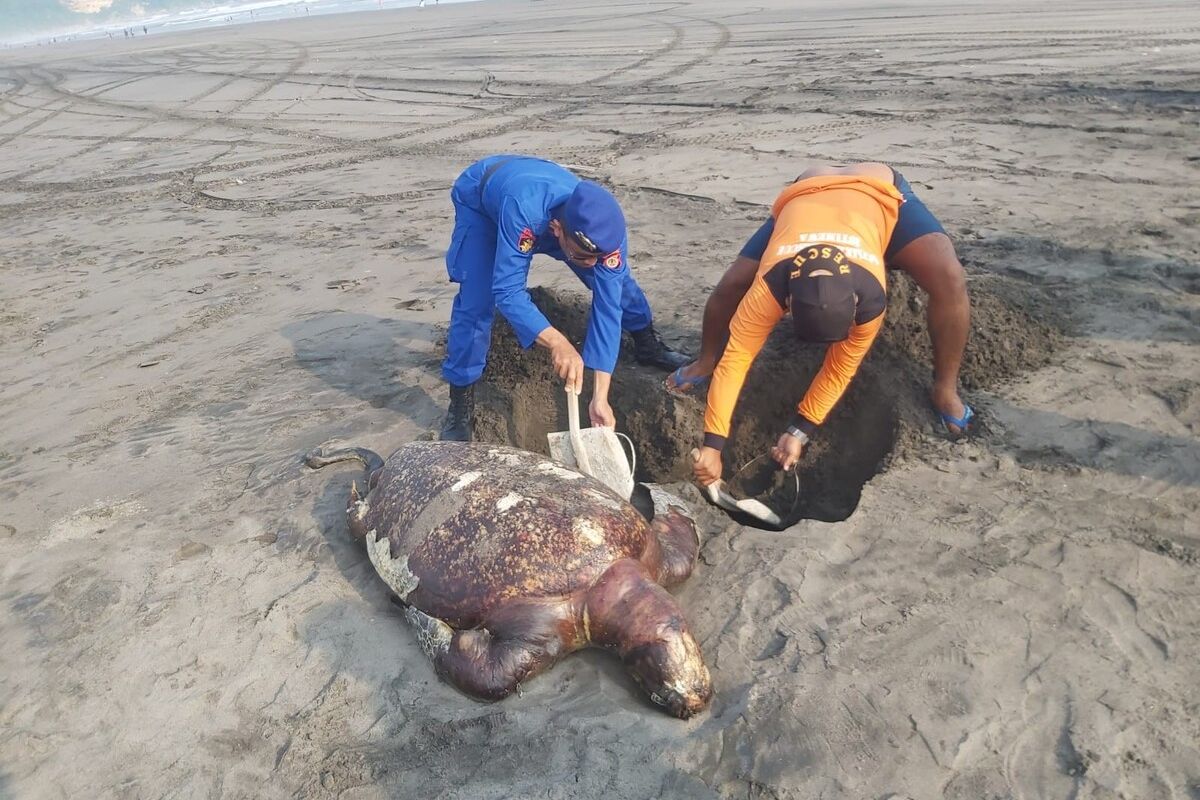 Petugas mengubur penyu mati di Pantai Parangkusumo, Bantul. Rabu (22/3/2023)
