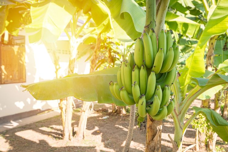 Ilustrasi pisang, pohon pisang.