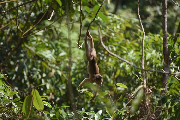 Monyet liar hutan bergelantungan di kawasan ibu kota negara baru, Kecamatan Samboja, Kutai Kartanegara, Kalimantan Timur