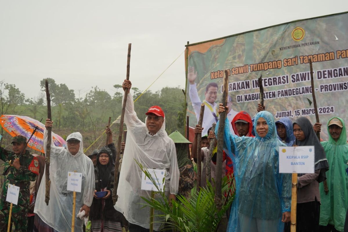 Kementerian Pertanian (Kementan) melalui Direktorat Jenderal Perkebunan (Ditjenbun) melakukan program Kelapa Sawit Tumpang Sari Tanaman Pangan (Kesatria) bersama Kelompok Tani (Poktan) Tanjungan 7 di Desa Tanjungan Kecamatan Cikeusik, Kabupaten Pandeglang, Provinsi Banten, Jumat (15/3/2024).