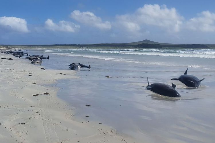 Hampir 100 paus pilot terdampar di Kepulauan Chatham dan terpaksa di-eutanasia.