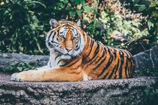 Harimau Bernama Eko Ditembak Mati setelah Gigit Petugas Kebersihan