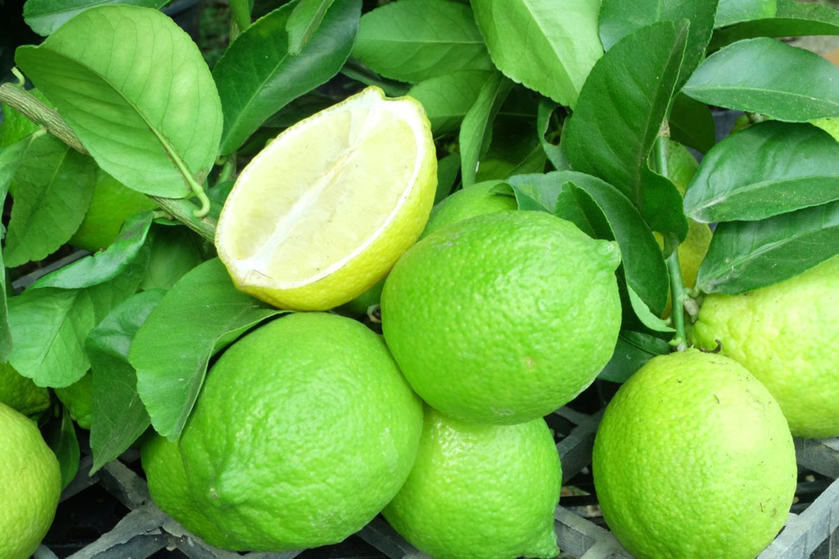 Ilustrasi jeruk nipis, menanam jeruk nipis. Jeruk nipis dan lemon memiliki manfaat kesehatan, sejak lama kedua jenis buah jeruk ini digunakan dalam pengobatan tradisional.