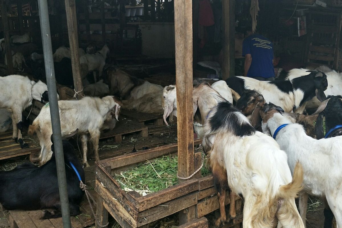 Kawasan Lapak Penjual kambing di Pasar Impres, Jalan Sabeni, Tanah Abang Jakarta Pusat, Senin (29/7/2019).