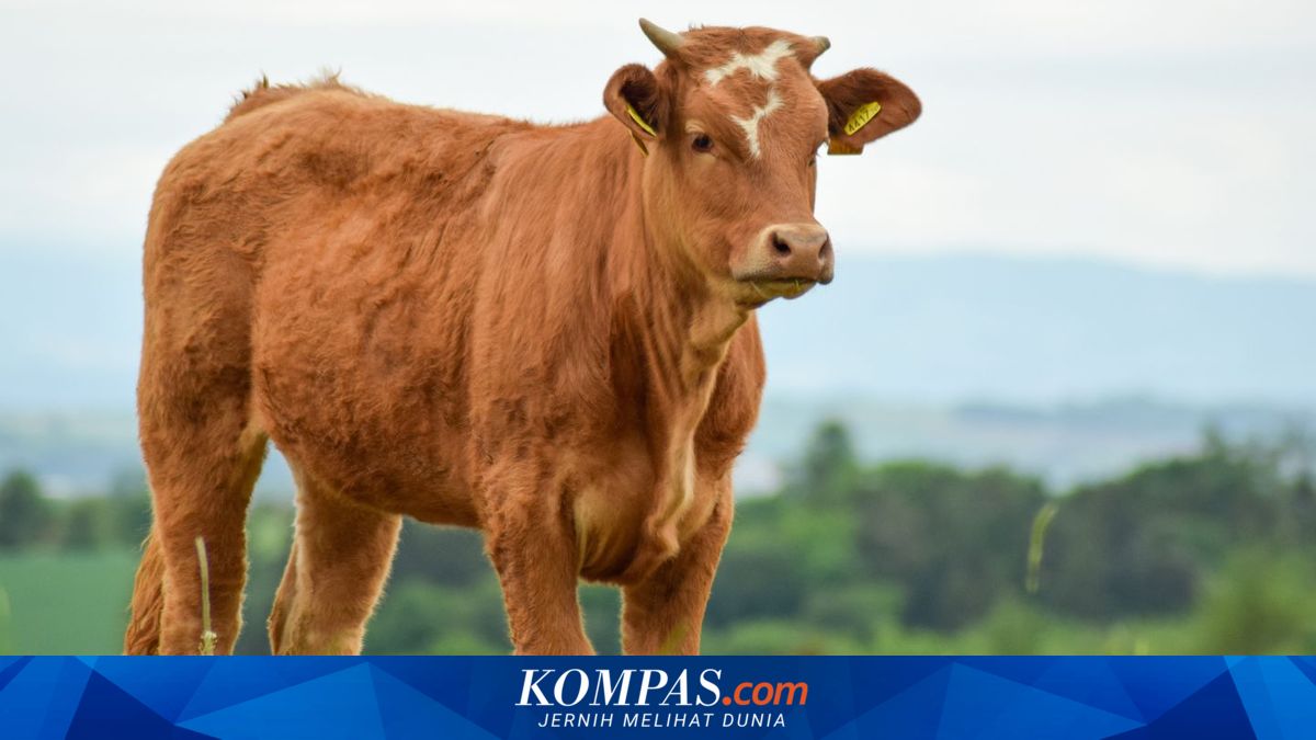 Sapi Raib Saat Ditambatkan di Kebun Tebu Lampung Tengah, Pelaku ...
