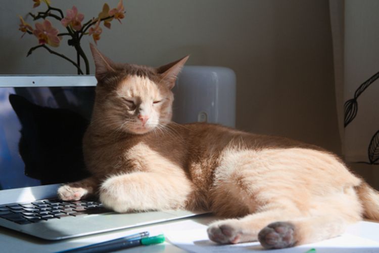 Ini Alasan Tak Terduga Kucing Suka Duduk di Atas Laptop
