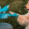 Jangan Bersihkan Kaki Anjing dengan Hand Sinitizer, Ini Penjelasannya