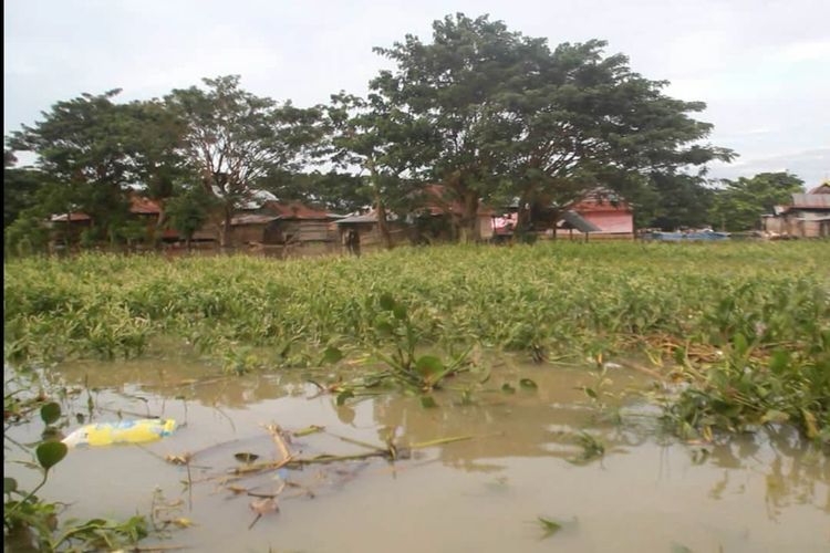Eceng Gondok Mulai memasuki permukiman warga yang terdampak banjir di Kabupaten Sidrap