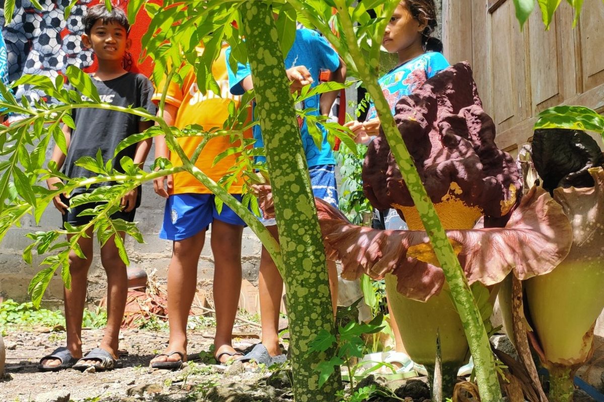 Bunga bangkai di samping rumah warga padukuhan Serang, kalurahan Pengasih, kapanewon Pengasih, kabupaten Kulon Progo, Daerah Istimewa Yogyakarta. Orang menyebutnya sebagai bunga suweg.