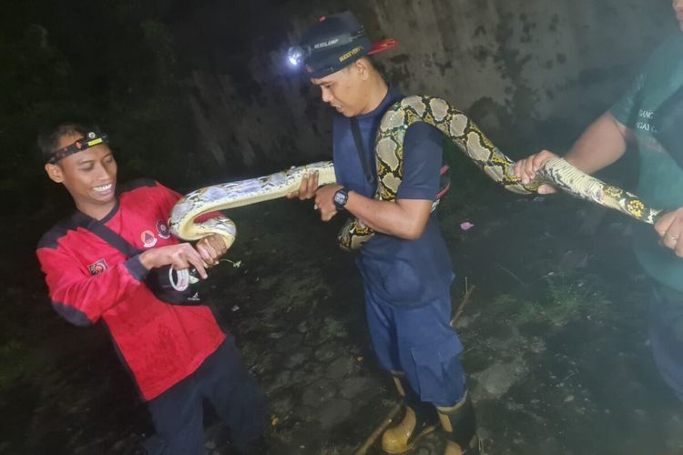 Petugas Damkarmat BPBD Bantul mengevakuasi ular sanca di Banguntapan, Bantul. Rabu (1/3/2023) malam