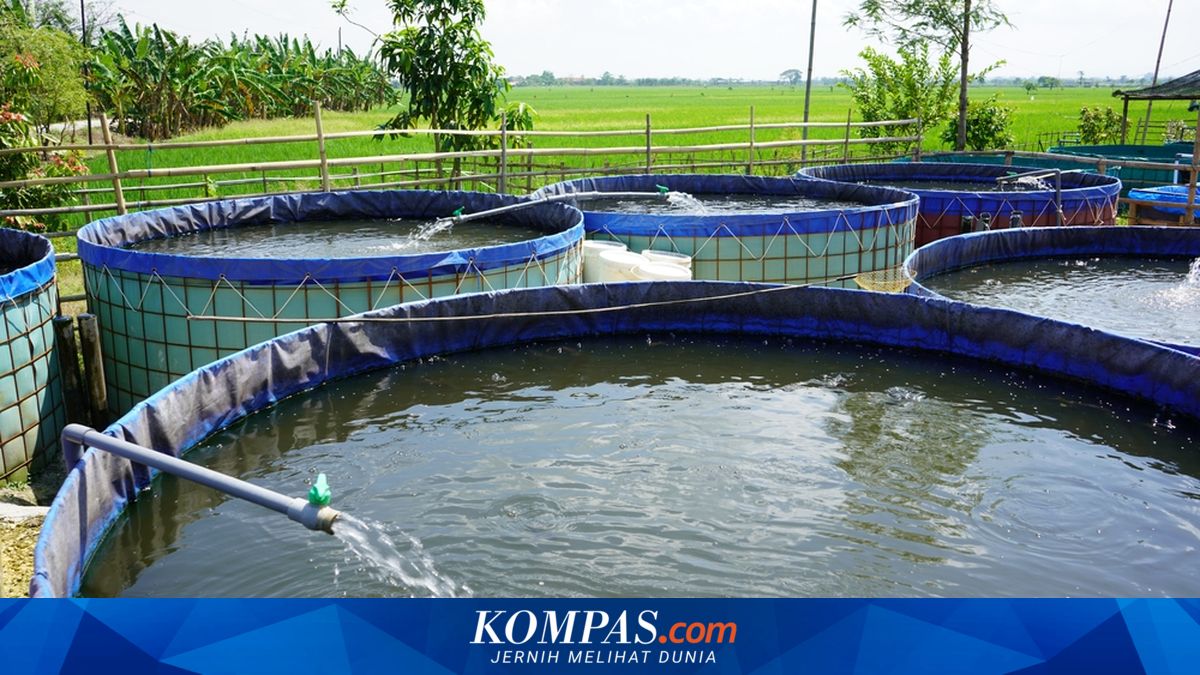 KKP Bangun 40.000 Titik Budidaya Ikan untuk Perkuat Swasembada Protein