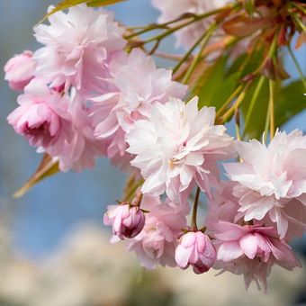 Ilustrasi pohon - Pohon Ceri Jepang (Prunus serrulata).