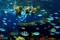 5 Tips Snorkeling Ramah Lingkungan