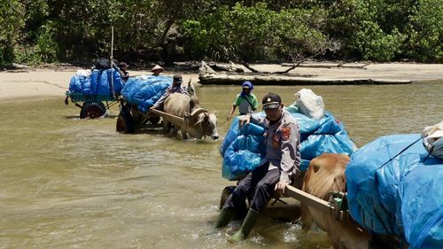Antar Logistik Pemilu di Lampung, Tembus Lumpur Pakai Gerobak Sapi