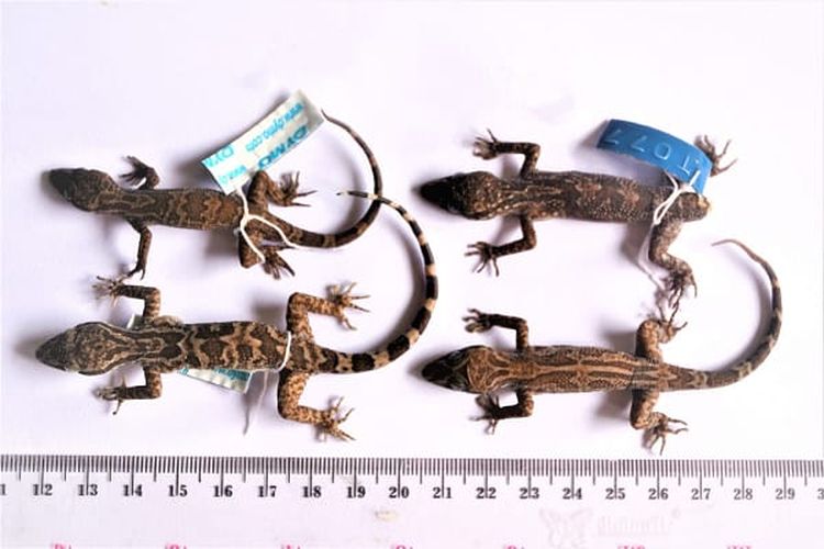 Cyrtodactylus hamidyi  (Cecak Jarilengkung hamidy)