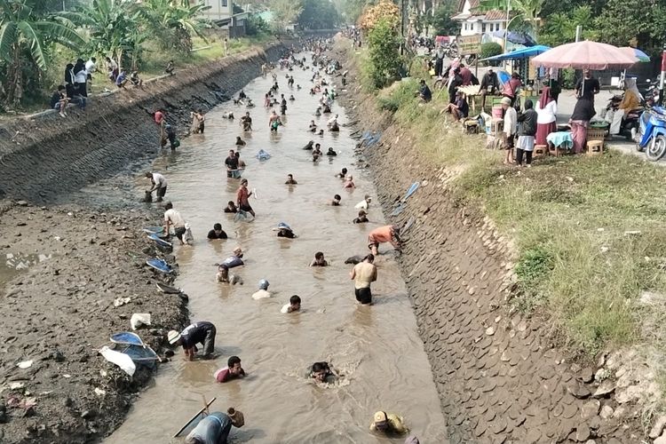Melihat Tradisi Gogoh Ikan di Purworejo, Tumpah Ruah di Irigasi Silekor