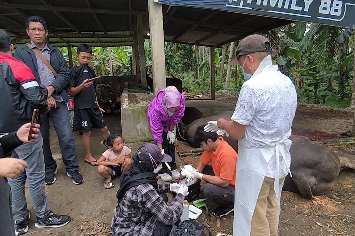 Sapi Kurban Presiden Prabowo Mendadak Mati Sebelum Dikurbankan *** Local Caption *** Sapi Kurban Presiden Prabowo Mendadak Mati Sebelum Dikurbankan