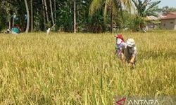 Alam Tidak Salah, Kita yang Terlambat Membaca Tanda