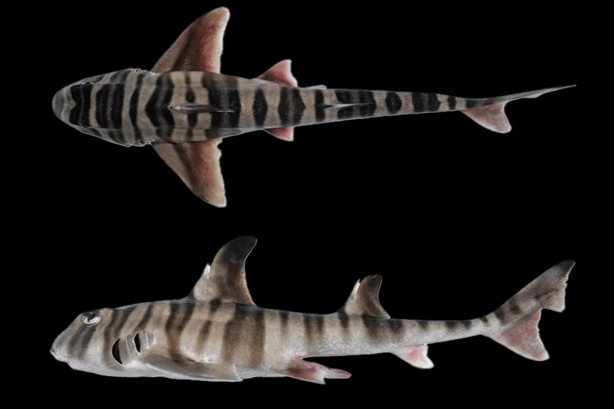 Hiu Heterodontus marshallae adalah spesies baru yang belum lama ini temukan di perairan Australia. Uniknya, spesie hiu tersebut memiliki gigi geraham mirip manusia.
