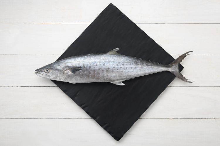 Ilustrasi ikan king mackerel