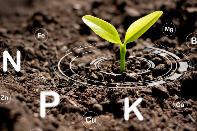 Ilustrasi berbagai nutrisi yang dibutuhkan tanaman, salah satunya adalah nitrogen (N).
