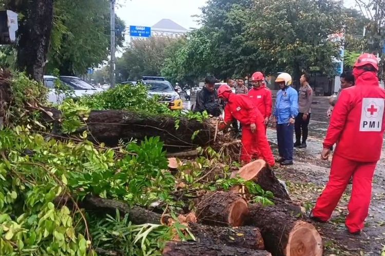 Hujan Angin Terjang Solo, 9 Pohon Tumbang Timpa 2 Mobil